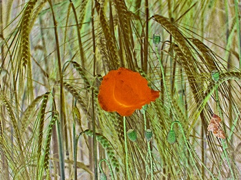 F 063A
